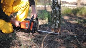 Best Tree Disease Treatment  in Scanlon, MN