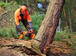 Best Storm Damage Tree Cleanup  in Scanlon, MN