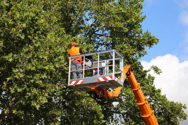  Scanlon, MN Tree Services Pros