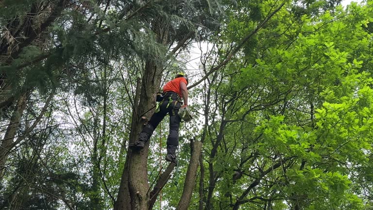 Best Tree Trimming and Pruning  in Scanlon, MN