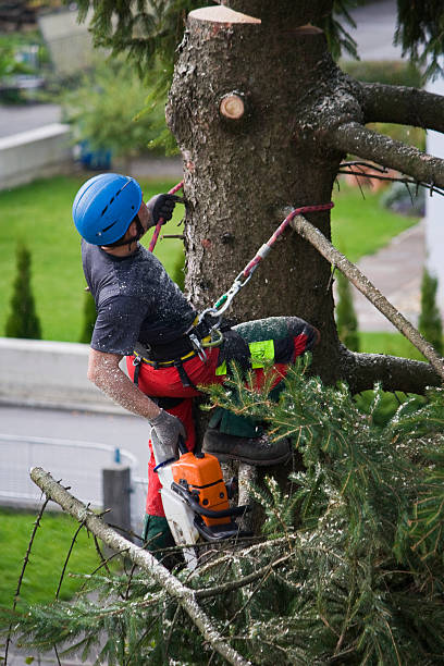 Best Tree Mulching  in Scanlon, MN