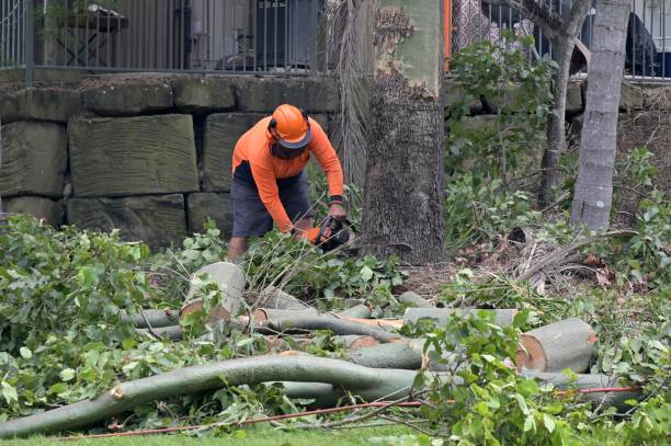 How Our Tree Care Process Works  in Scanlon, MN