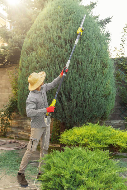 Best Lawn Maintenance Plans  in Scanlon, MN