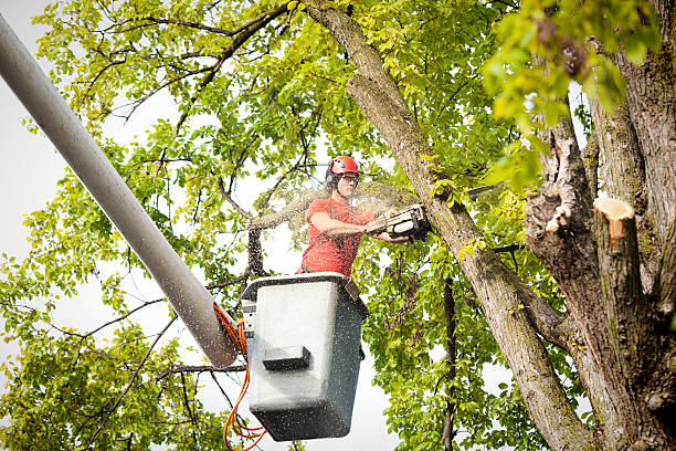 Professional Tree Services in Scanlon, MN